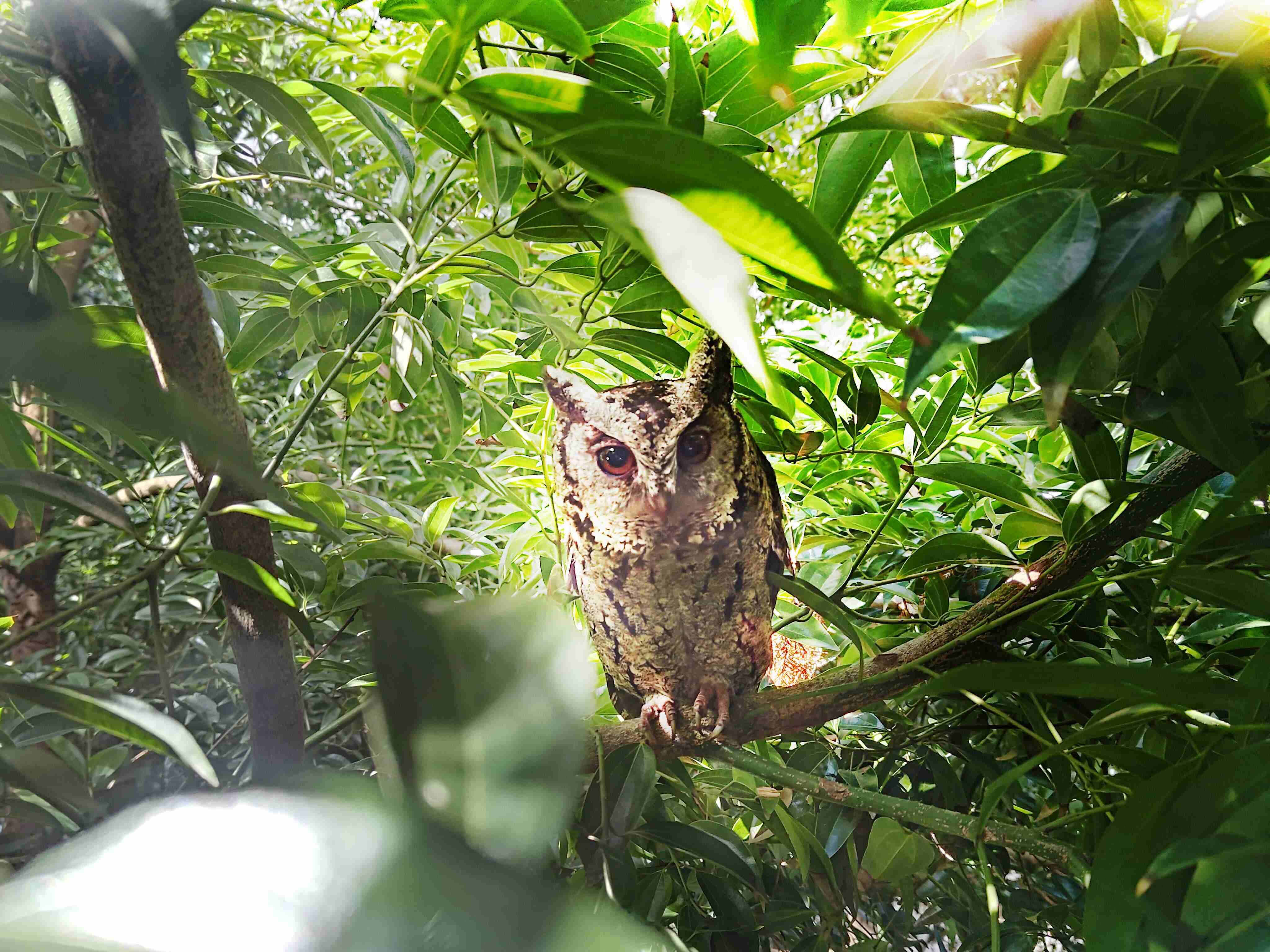 红龙扑克致力提倡净零绿生活，，，16年以来在全球各厂区植树逾百万棵，，造就各厂区树木蔚然成林，，犹如森林工厂，，，，成为许多生物的栖息地